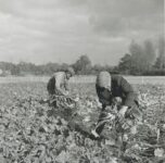 ArchiefBerlaar_1351