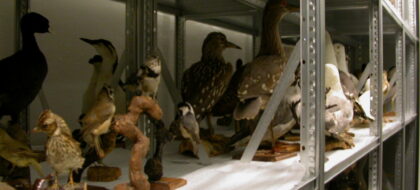 npmuseum_depot_collectie_vogels2